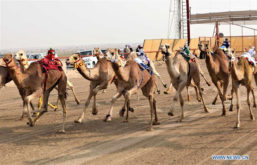 DUBAI CAMEL RACE TRACK